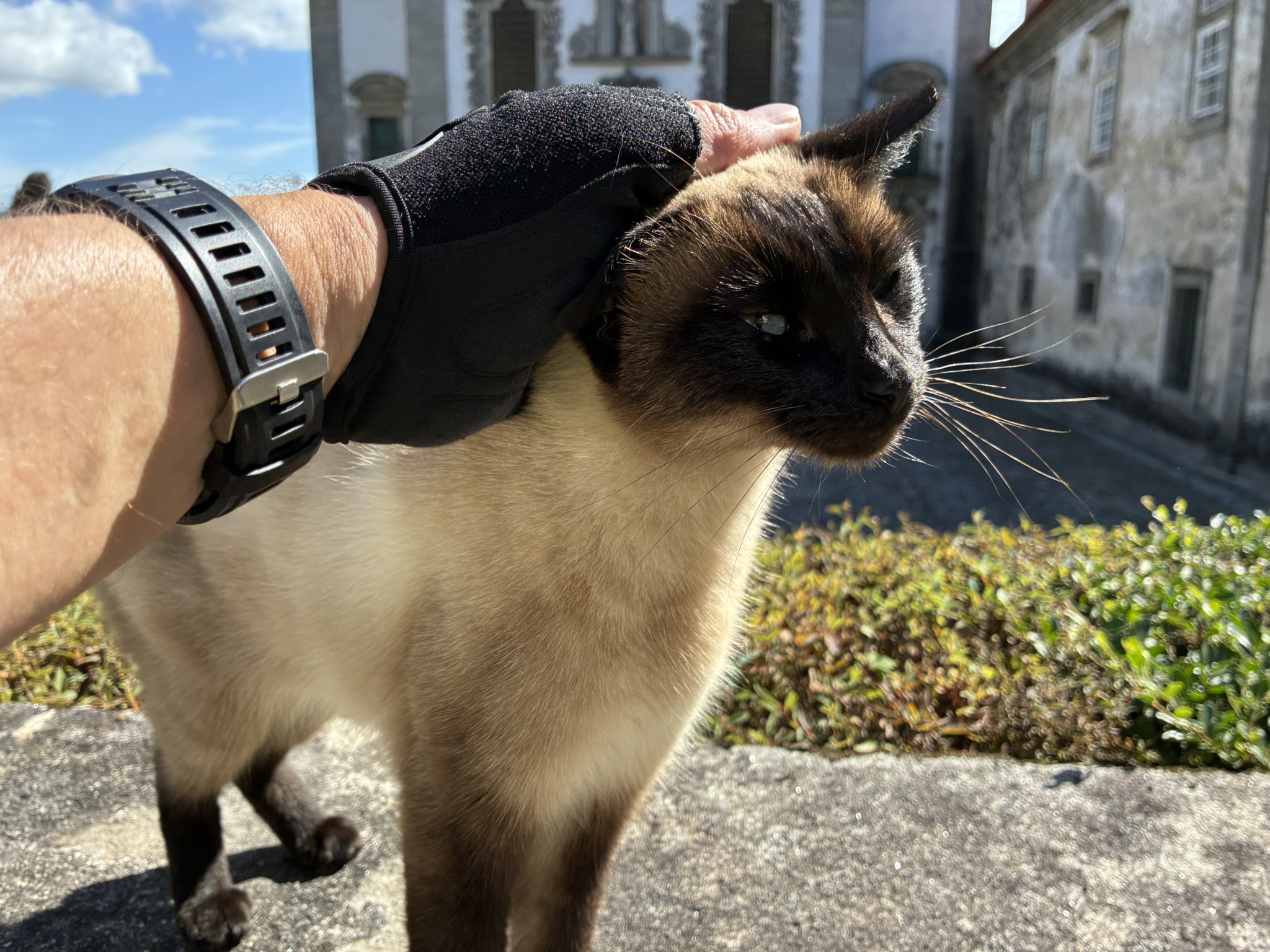 Caminho de Santiago de Compostela — foto 52