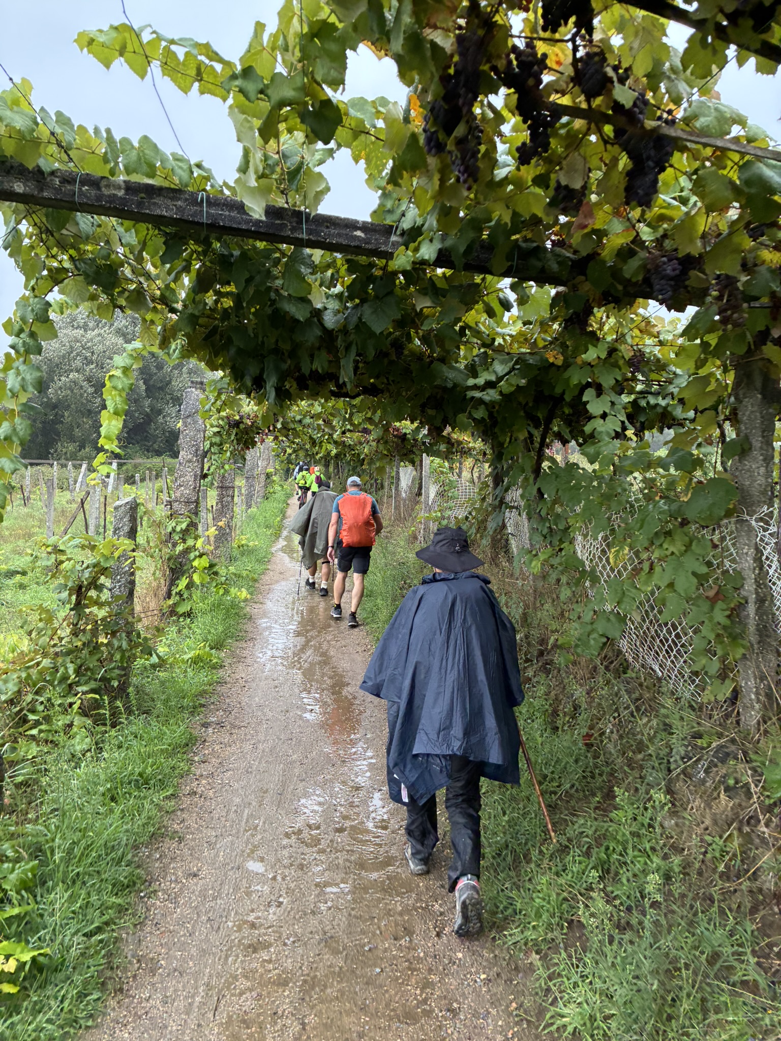 Caminho de Santiago de Compostela — foto 75
