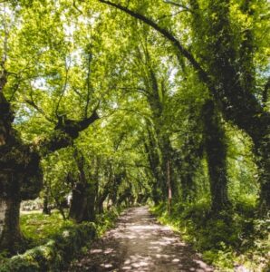 Pedal - Santiago de Compostela - Imagem 6