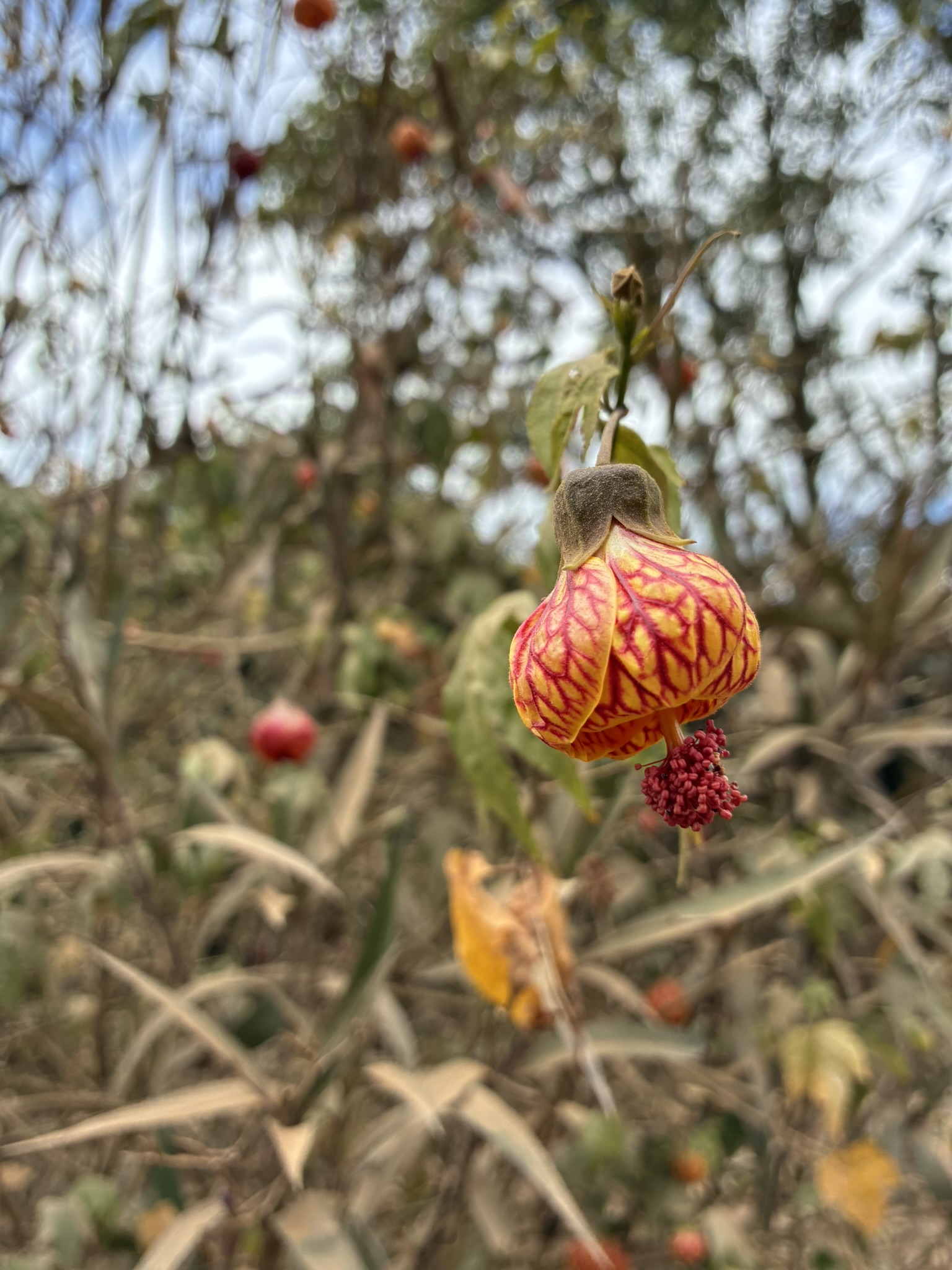 11 OUTUBRO 2025 : Pedal Guararema - Estação Luiz Carlos - Imagem 15